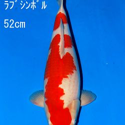 Veiling Sakai: afbeelding 65