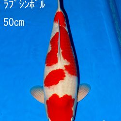Veiling Sakai: afbeelding 66