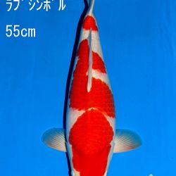 Veiling Sakai: afbeelding 67