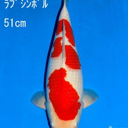 Veiling Sakai: afbeelding 68