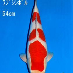 Veiling Sakai: afbeelding 69