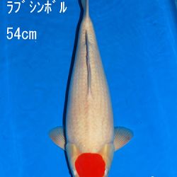 Veiling Sakai: afbeelding 71