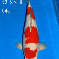 Veiling Sakai: afbeelding 72