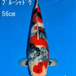 Veiling Sakai: afbeelding 73