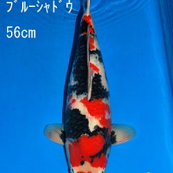 Veiling Sakai: afbeelding 75