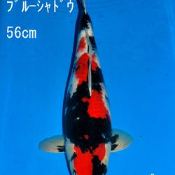 Veiling Sakai: afbeelding 76