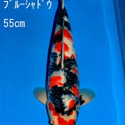Veiling Sakai: afbeelding 77