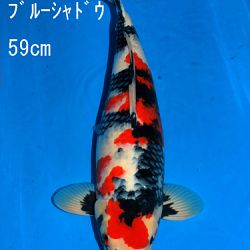 Veiling Sakai: afbeelding 78