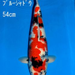 Veiling Sakai: afbeelding 79