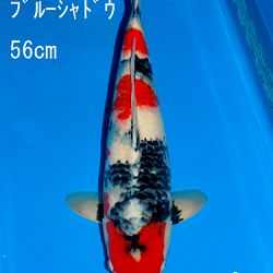Veiling Sakai: afbeelding 82