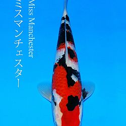 Veiling Sakai FF: afbeelding 3