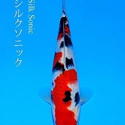 Veiling Sakai FF: afbeelding 4