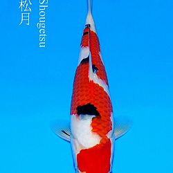 Veiling Sakai FF: afbeelding 6