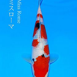 Veiling Sakai FF: afbeelding 7
