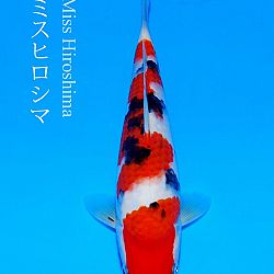 Veiling Sakai FF: afbeelding 8