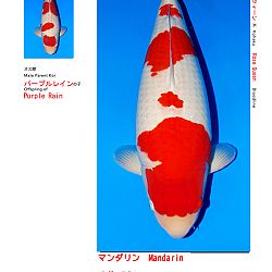 Veiling Sakai FF: afbeelding 2