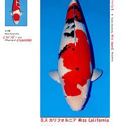 Veiling Sakai FF: afbeelding 3