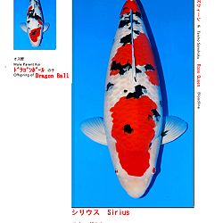 Veiling Sakai FF: afbeelding 5