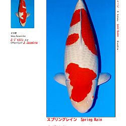 Veiling Sakai FF: afbeelding 6