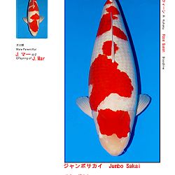 Veiling Sakai FF: afbeelding 7