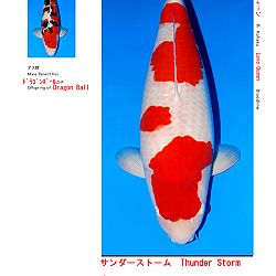 Veiling Sakai FF: afbeelding 8