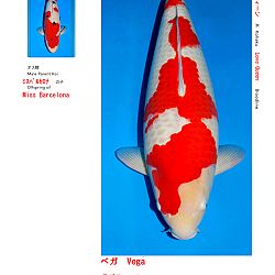 Veiling Sakai FF: afbeelding 9