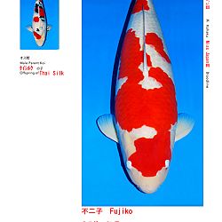 Veiling Sakai FF: afbeelding 1