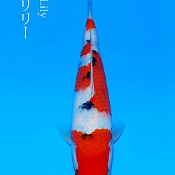 Veiling Sakai FF: afbeelding 1