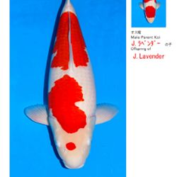 Verplaatsing van de koi: afbeelding 3