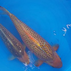 Verzot op golden corn: afbeelding 2