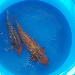 Verzot op golden corn: afbeelding 1