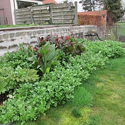 Vijver make-over Polleke deel 3: afbeelding 8