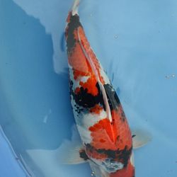 Voor Hans: afbeelding 6