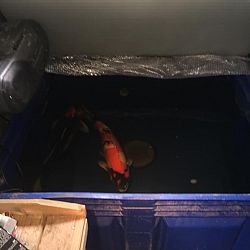 Voorjaars update: afbeelding 9