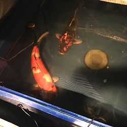 Voorjaars update: afbeelding 10