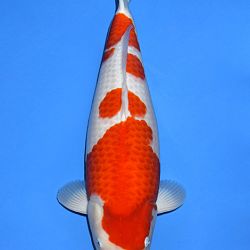Voorstelling Momotaro en Sakai.Koi: afbeelding 1