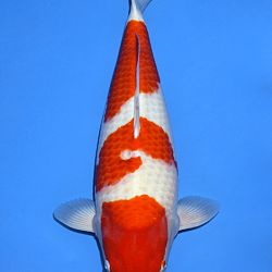 Voorstelling Momotaro en Sakai.Koi: afbeelding 2