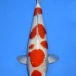 Voorstelling Momotaro en Sakai.Koi: afbeelding 3