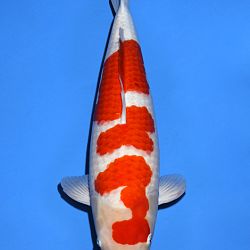 Voorstelling Momotaro en Sakai.Koi: afbeelding 4