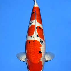 Voorstelling Momotaro en Sakai.Koi: afbeelding 5