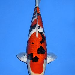 Voorstelling Momotaro en Sakai.Koi: afbeelding 6