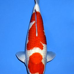Voorstelling Momotaro en Sakai.Koi: afbeelding 7