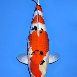 Voorstelling Momotaro en Sakai.Koi: afbeelding 8
