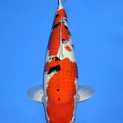 Voorstelling Momotaro en Sakai.Koi: afbeelding 9