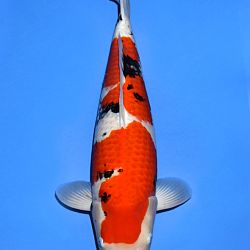 Voorstelling Momotaro en Sakai.Koi: afbeelding 10