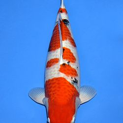 Voorstelling Momotaro en Sakai.Koi: afbeelding 11