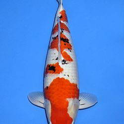 Voorstelling Momotaro en Sakai.Koi: afbeelding 12