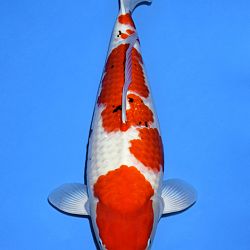 Voorstelling Momotaro en Sakai.Koi: afbeelding 13