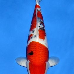 Voorstelling Momotaro en Sakai.Koi: afbeelding 14