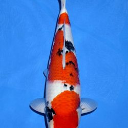 Voorstelling Momotaro en Sakai.Koi: afbeelding 15
